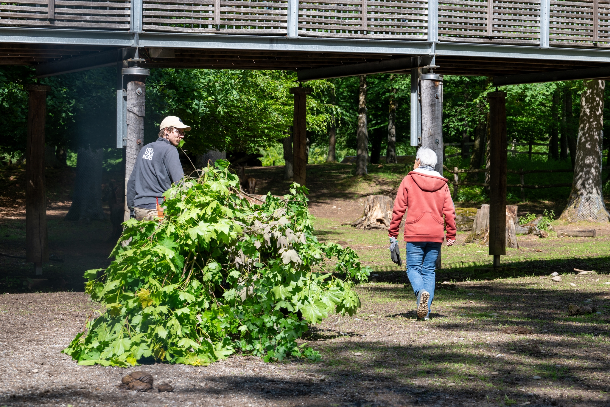 15 05 2026 Wisent Fuettern 017 – Fotografie Roland Peter