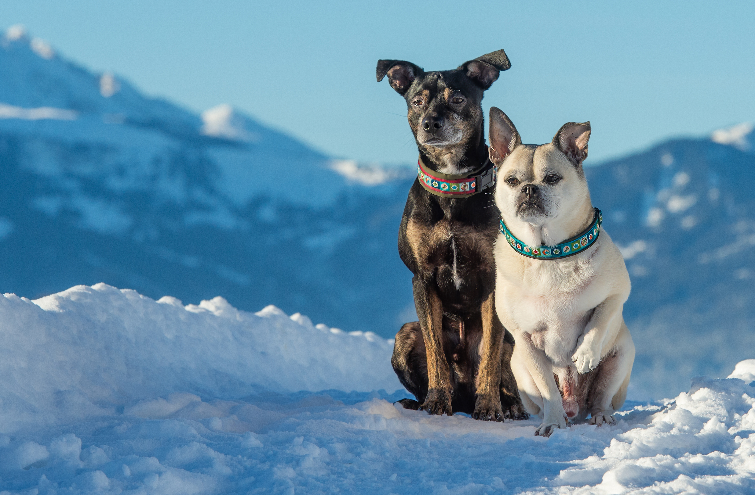 Porträt zweier Freunde