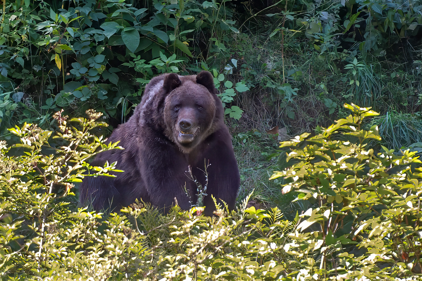 Bär im alternativen Bärenpark Schwarzwald (D)