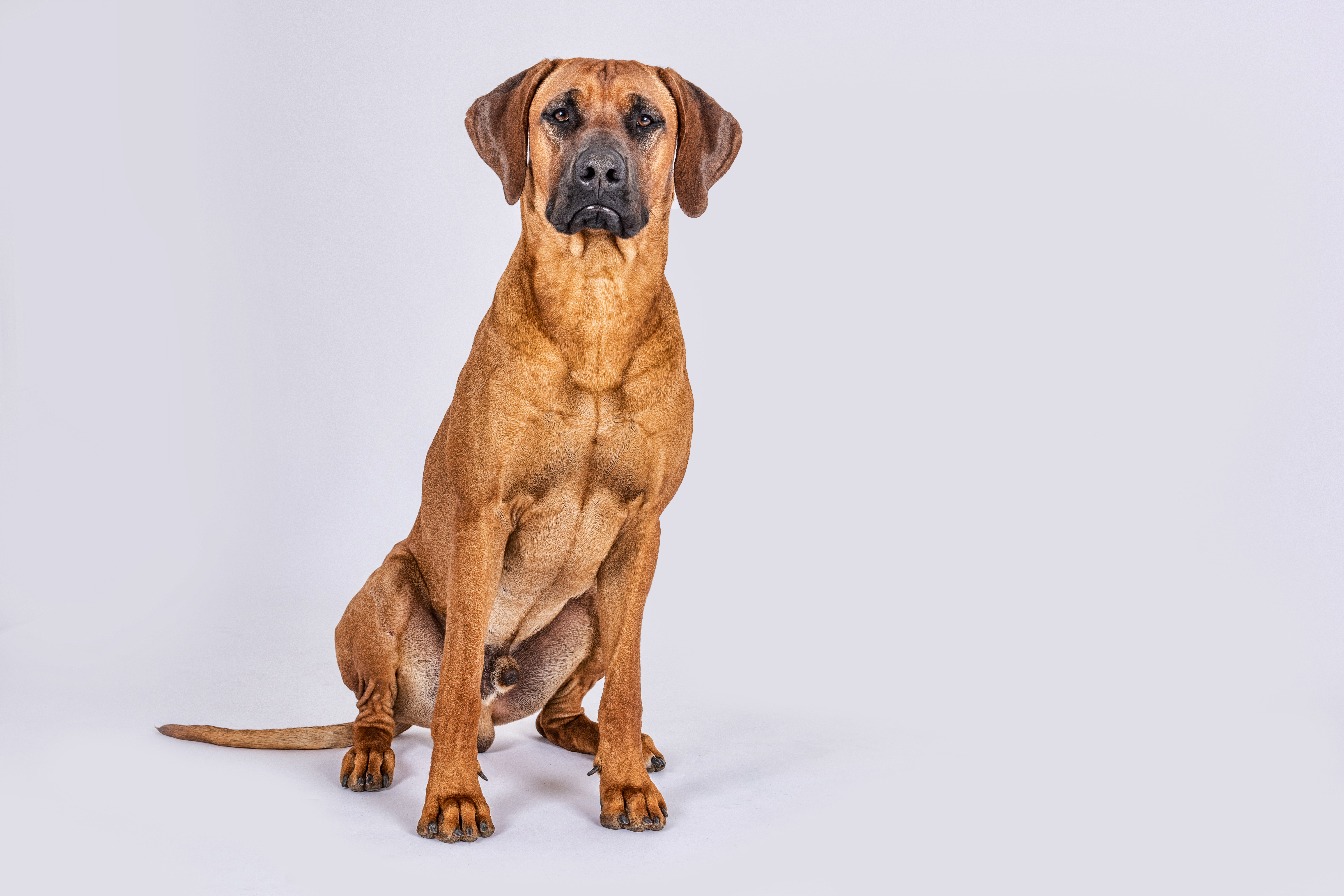 Rhodesian Ridgeback