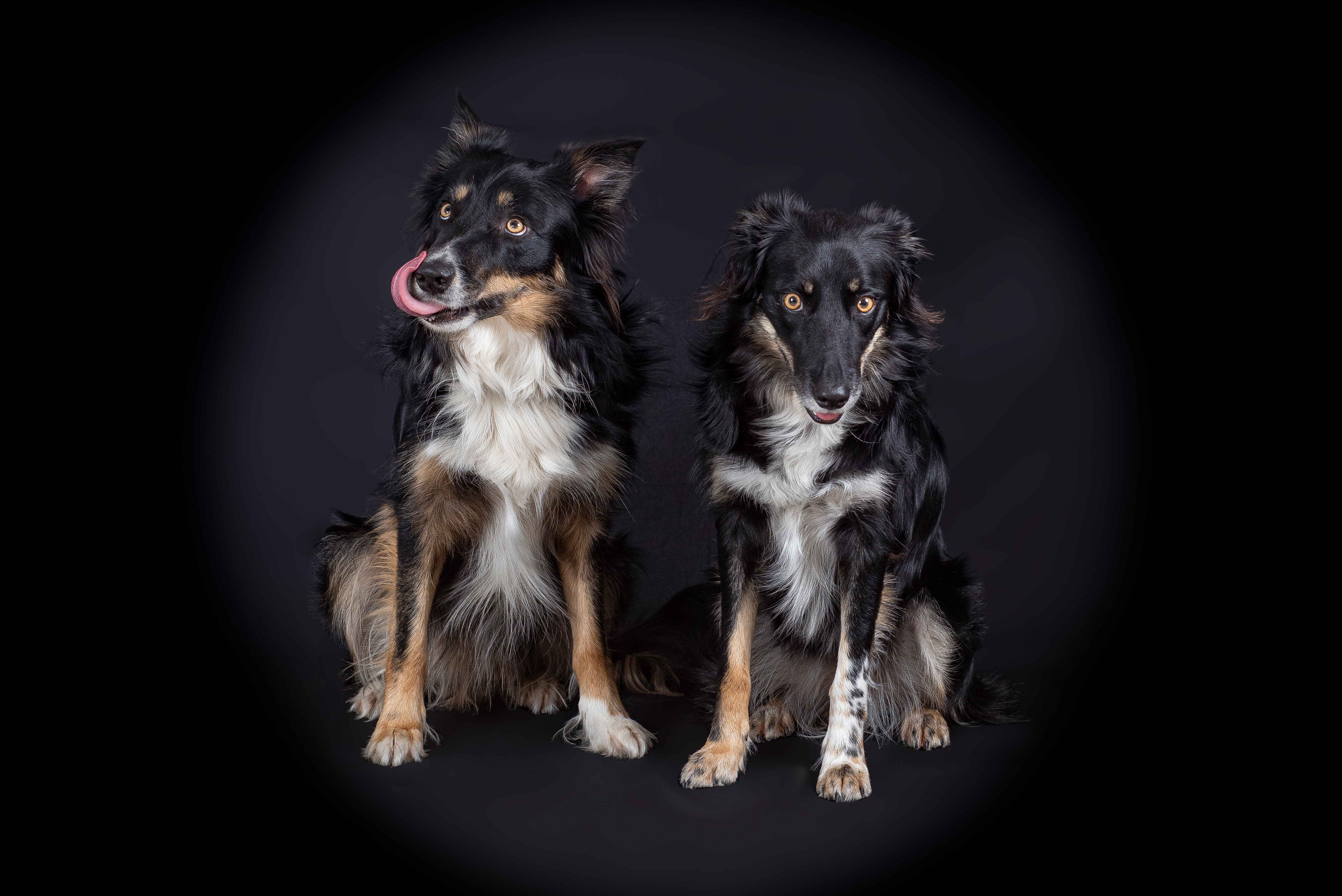 Serapo und Chenay, Geschwisterpaar – Tiere – Roland Peter