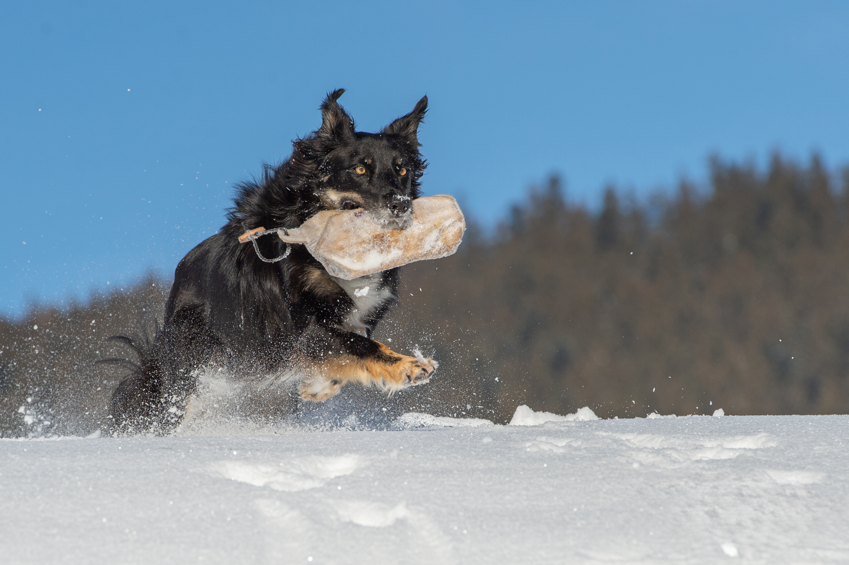 Aus dem Shooting mit Chenay – Tiere – Roland Peter