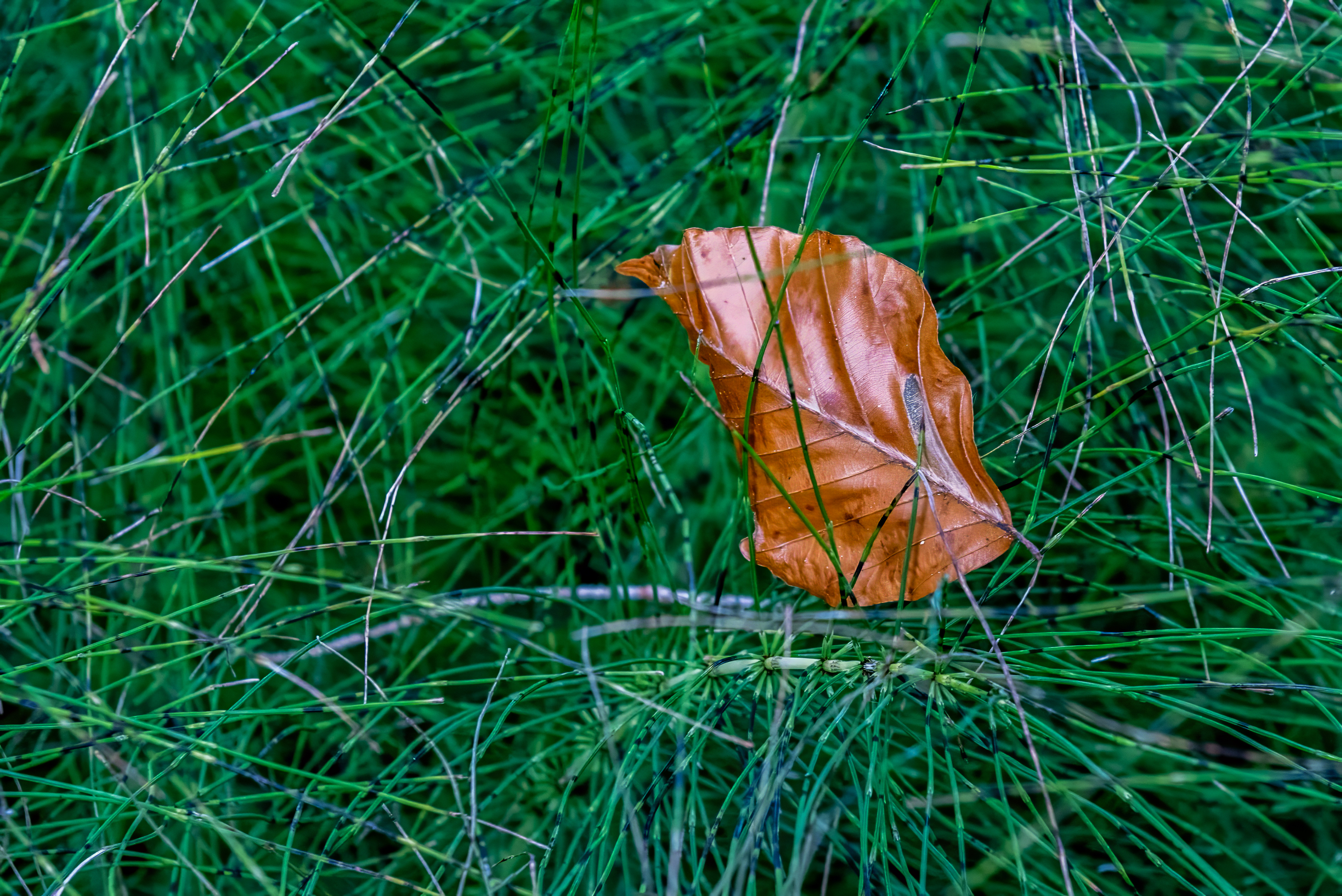 Herbst: Blatt im Gras hängen geblieben