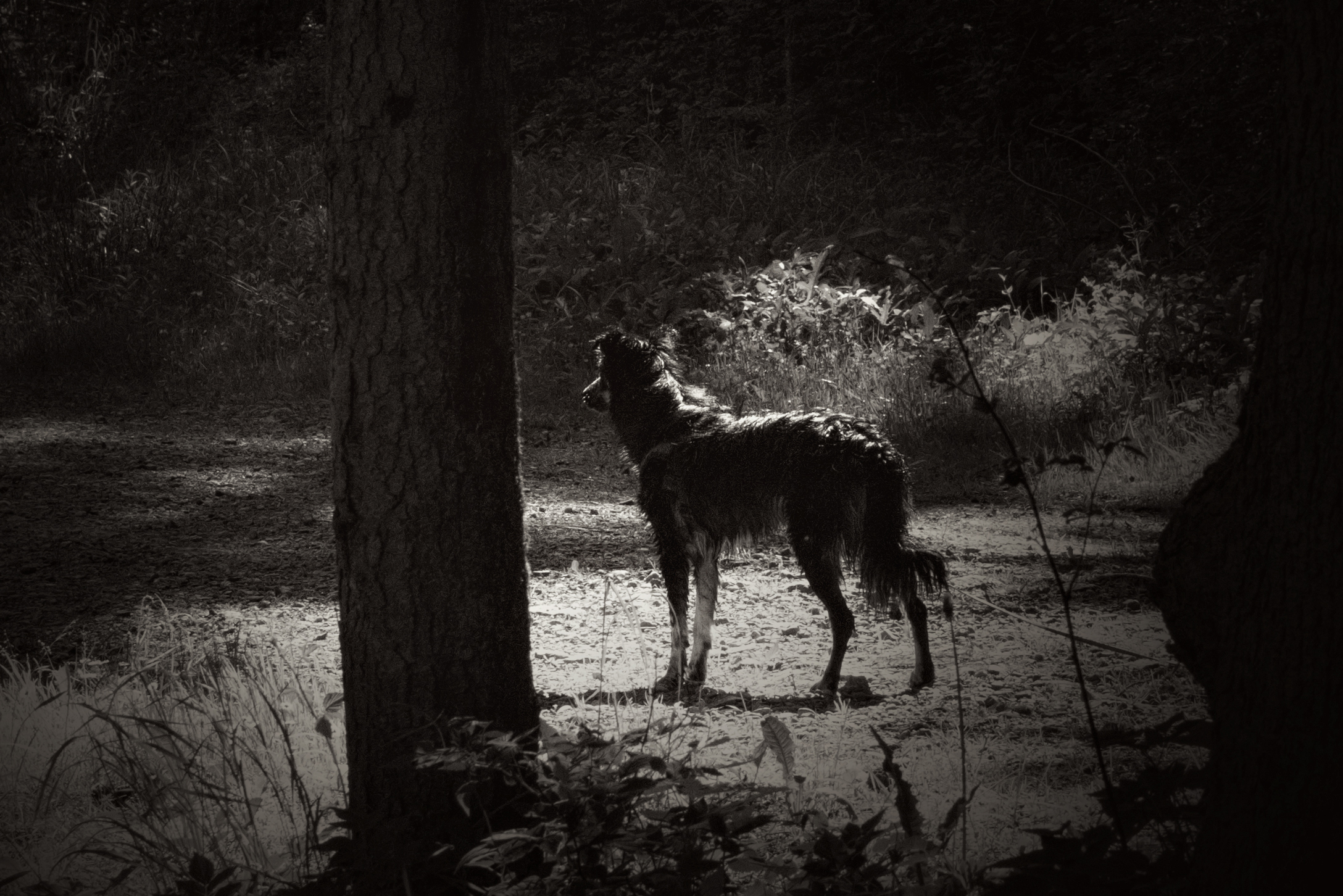 Chenay nach dem Baden in der Rothache