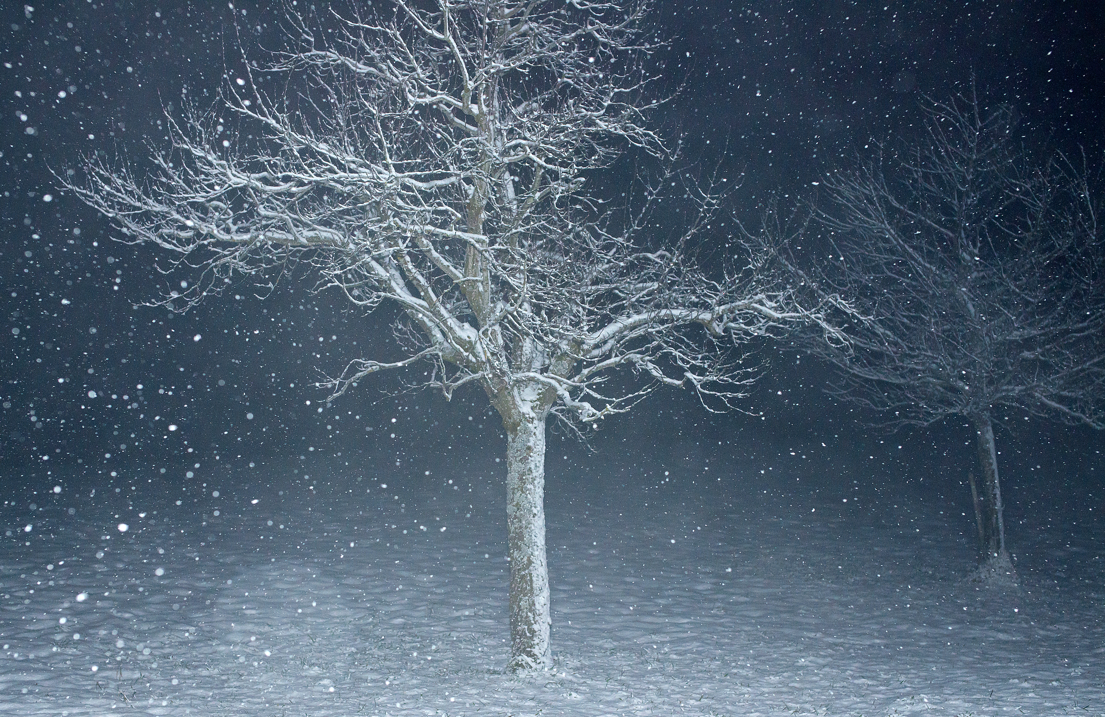 Baum trotzt dem Schneesturm